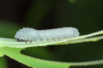 Solomon's seal sawfly larvae, Phymatocera aterrima on green leaves of a Polygonatum multiflorum