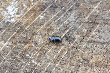 A small beetle of the family Histeridae commonly known as clown beetles or Hister, beetles on wood.