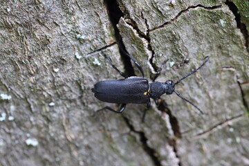 Stictoleptura scutellata is a species of flower longhorn beetles belonging to the family Cerambycidae, subfamily Lepturinae.