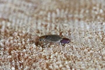 Wild cockroach Dusky Cockroach (Ectobius lapponicus). A female carrying a cocoon with eggs.