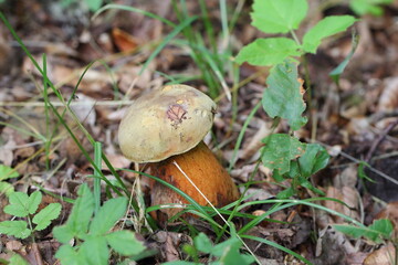 Suillellus luridus (formerly Boletus luridus), commonly known as the lurid bolete with forest trees in the background