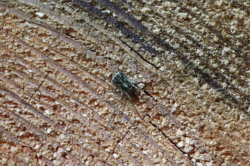 Arachnid colloquially known as harvestmen, harvesters, or daddy longlegs. Animal on Wood.