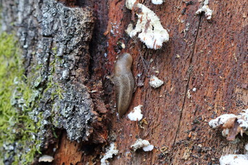 Naked (shell free) snail on wood.
