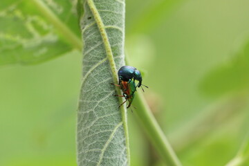 Byctiscus (Deporaus) betulae. A pair on a willow leaf.
