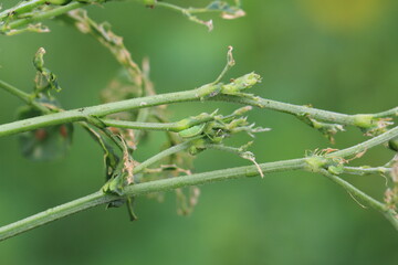Alfalfa plant damaged by larvae of Lucerne weevil - Hypera postica. It is a dangerous pest of this crop plant.