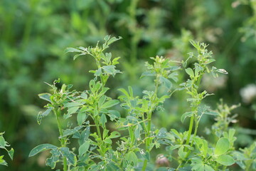 Alfalfa plant damaged by larvae of Lucerne weevil - Hypera postica. It is a dangerous pest of this...