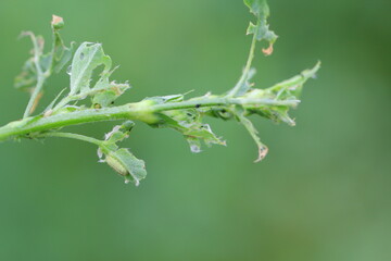 Alfalfa plant damaged by larvae of Lucerne weevil - Hypera postica. It is a dangerous pest of this crop plant.