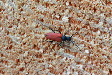 Female of Anastrangalia sanguinolenta laying eggs on spruce wood. It is a species of flower...