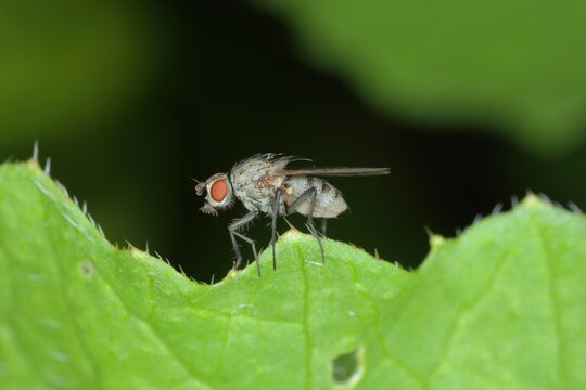 Delia platura, the seedcorn maggot or bean seed fly, in family Anthomyiidae. Is an agricultural pest of peas, beans and others. It is a vector of bacteria that cause potato blackleg.
