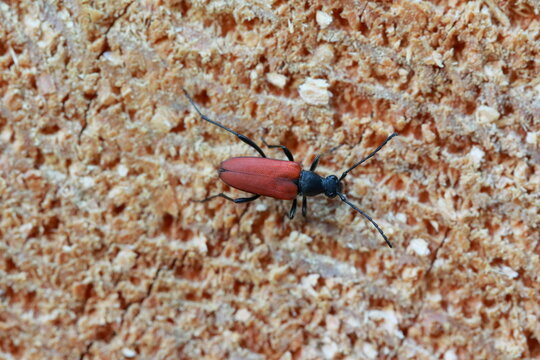 Female of Anastrangalia sanguinolenta laying eggs on spruce wood. It is a species of flower longhorn beetles belonging to the family Cerambycidae, subfamily Lepturinae. 
