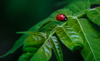 ladybug on a green tree leaves macro