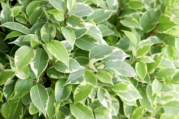 Green leaves of Ficus Benjamina. Beautiful natural background. selective focus