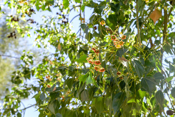 Fototapeta na wymiar Kurrajong leaves and flowers