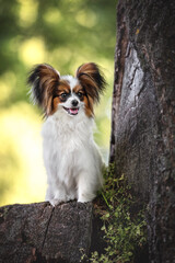 papillon cute dog portrait young