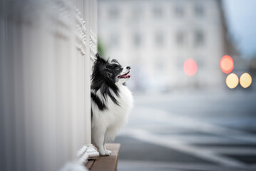 papillon cute dog portrait young