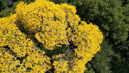 The flowering of the yellow ipês in the middle of the forest