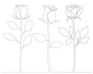 roses contour one line sketch