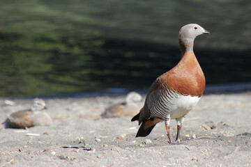 Mother duck and cubs