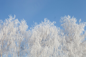 Tree Branches Covered in Fresh Snow.