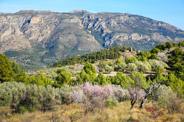 Landscape of Sierra Aitana with Almond trees in bloom