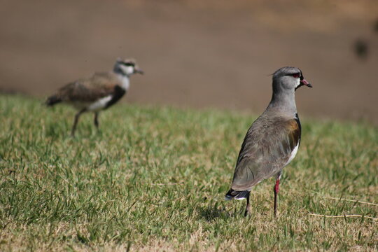 Vanellus chilensis and pigeon