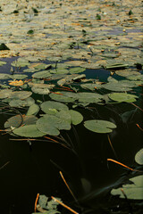 Lilies in the lake. Summer time