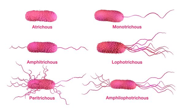 Bacterium, flagella arrangement in bacteria: Monotrichous, Amphitrichous, Lophotrichous, Amphilophotrichous, Peritrichous. 3d illustration with naming on white background, isolated
