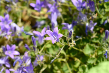 Dalmatian bellflower