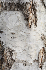 Common birch
