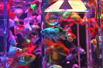 アクアリウムで泳ぐ日本の美しい金魚達