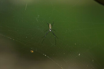Aranha de Jardim