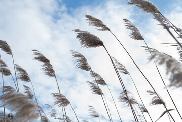 Blurred image of reeds against a blue sky with clouds.