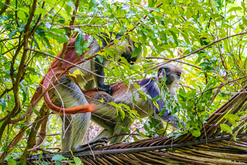 Photo of Red Colobus monkey copulating on the branch. Zanzibar, Tanzania. Piliocolobus tephrosceles