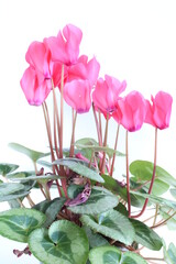 
Cyclamen,  pink persian cyclamen plant isolated on a white background. Latin name cyclamnos also known as a snowbread plant - 486061849