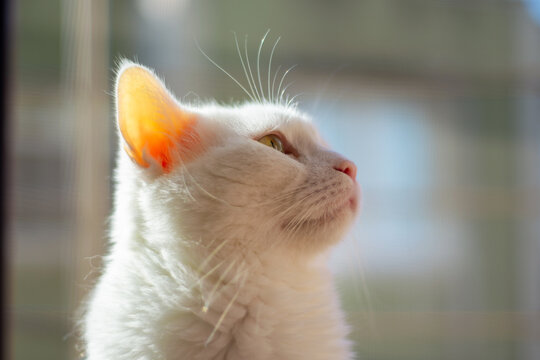 Portrait of a white cat