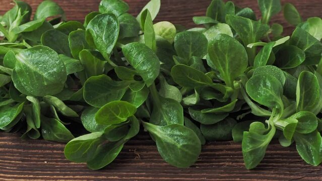 Green lettuce leaves (Valerianella locusta). Fresh lamb lettuce corn salad on rustic wooden table