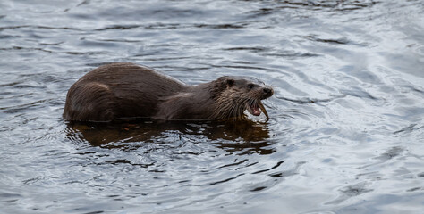 Wild European otter in the Teviot River, Scottish Borders, United Kingdom