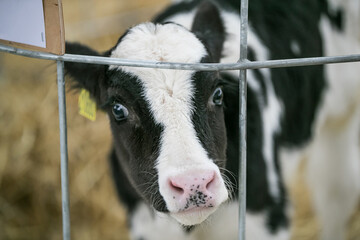A juvenile of a number of artiodactyl species. Calves are young cattle of both sexes under the age of one year. Young animals of some wild species are also sometimes referred to as calves.