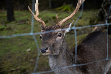 Deer with branchy antlers behind a protective net in an animal park