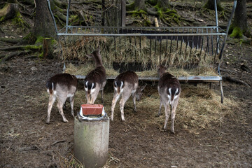Deer eating from a deer feeder in the forest