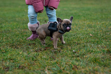 French bulldog puppy with tongue hanging out in a collar for a walk in the park