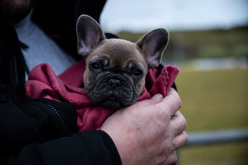 French bulldog puppy in the arms of a big man, close-up