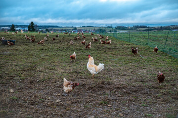 Farm for breeding chickens in Germany, on a beautiful ecologically clean landscape