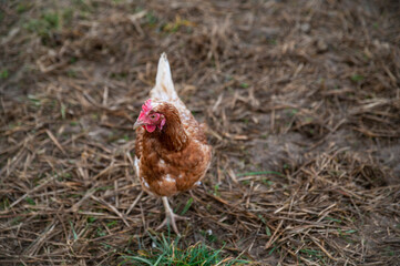 Brown and white chicken in the farm yard