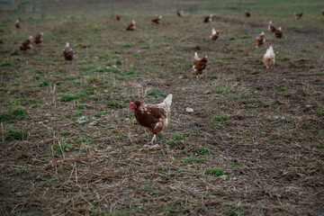 Farm for breeding chickens in Germany, on a beautiful ecologically clean landscape