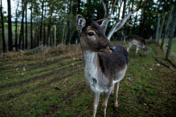 Naklejka na ściany i meble Animal roe deer looking at the camera, close-up