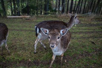 Animal roe deer looking at the camera, close-up