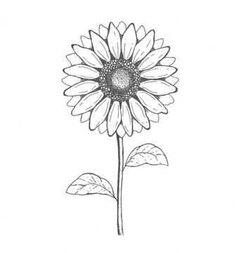 Doodle sunflower contour isolated on white background