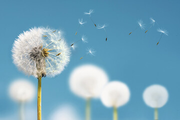 White dandelions with seeds flying away on a blue sky background. - Powered by Adobe
