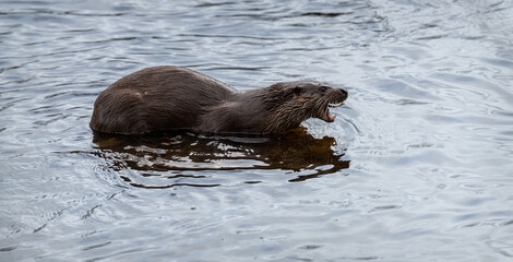 Obraz premium Wild European otter in the Teviot River, Scottish Borders, United Kingdom